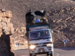 mCattle truck.jpg